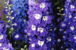 Delphinium 'Blue Bird'